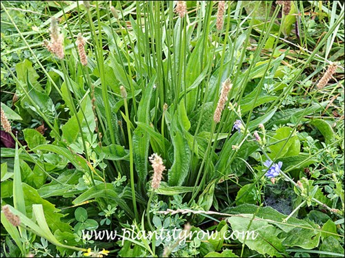 Lanceleaf Plantain (Plantago lanceolata)
The rosette of basal lance shaped leaves